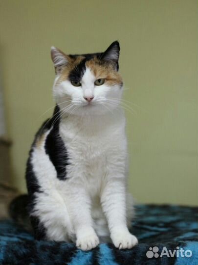 Кошка в дар