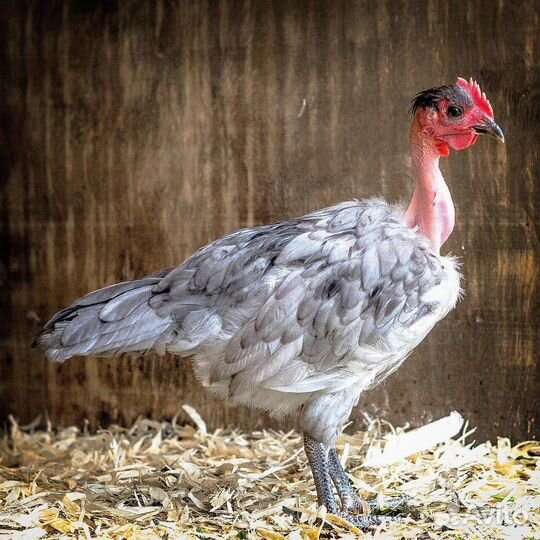 Продаются петушки голошейки возраст 3 месяца