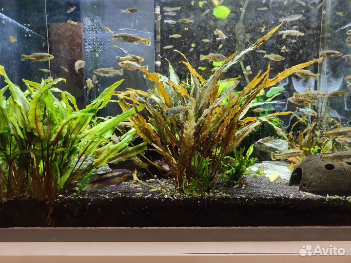 Рыбки Амека глянцевая продаю