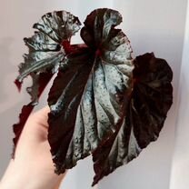 Бегония Arabian sunset Аравийский закат