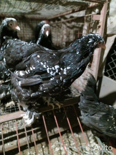 Брама, кохинхин, лакиданзци