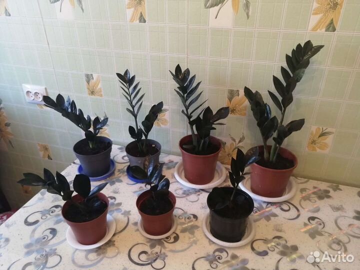 Денежное дерево (толстянка)