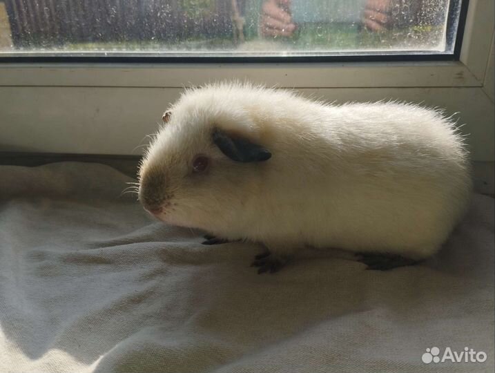 Морские свинки Тедди девочки