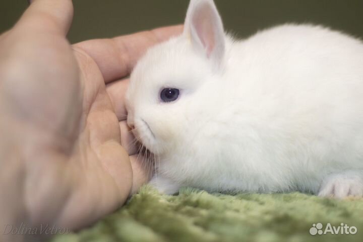 Гермелин, мальчик, белый голубоглазый