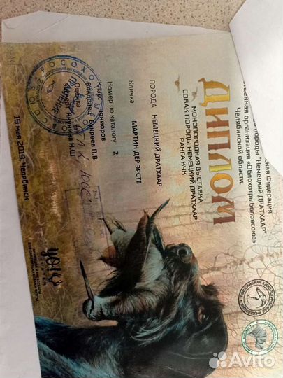 Вязка Дратхаар