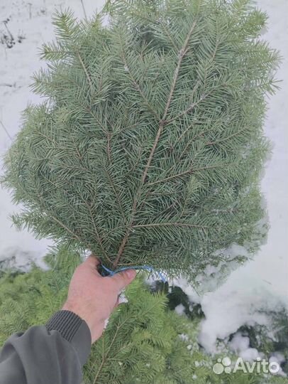 Пихтовый веник опт