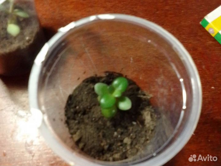 Комнатные растения