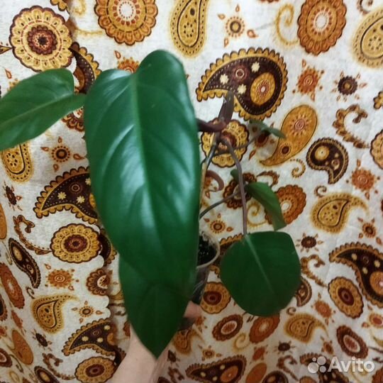 Филодендрон
