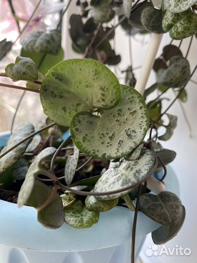 Церопегия вуда