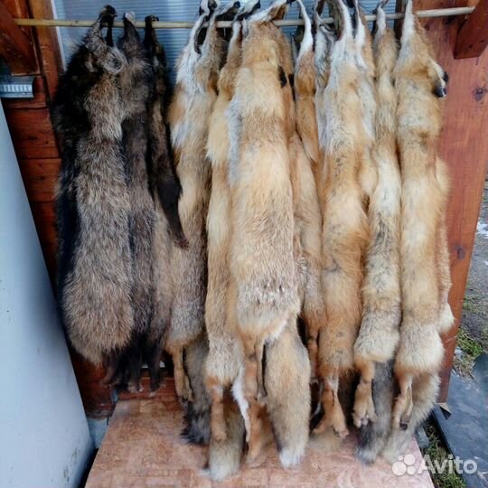 Шкуры лисы с выделкой