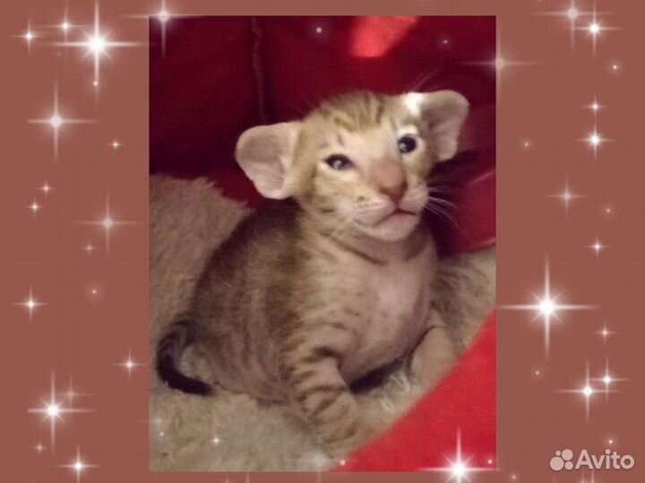 Ориентальные котята