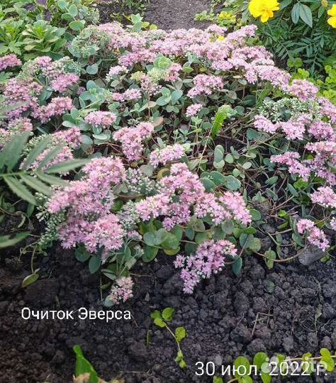 Очитки, седумы, живучка