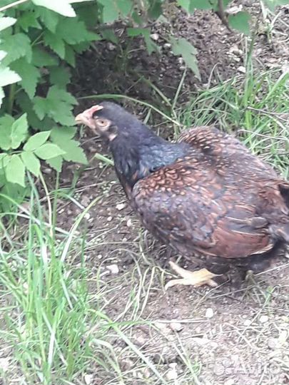 Инкубационное яйцо кур породы корниш