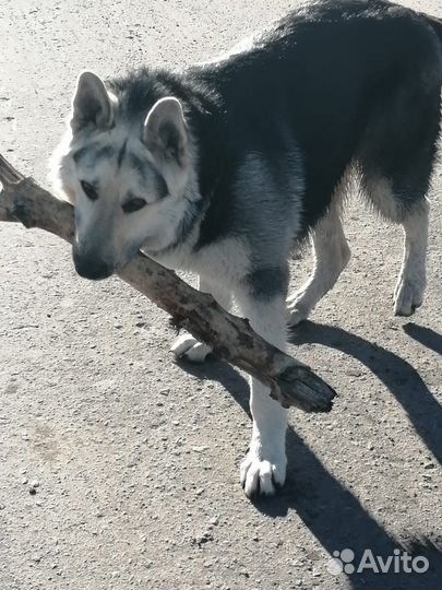 Щенки вео