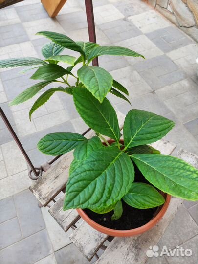 Гортензия метельчатая