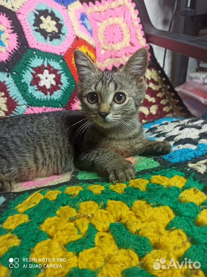 Котята бесплатно