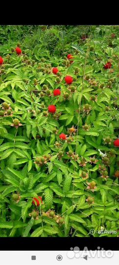 Тибетская малина