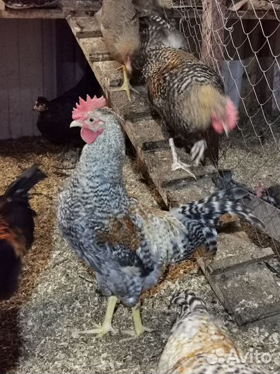 Петухи