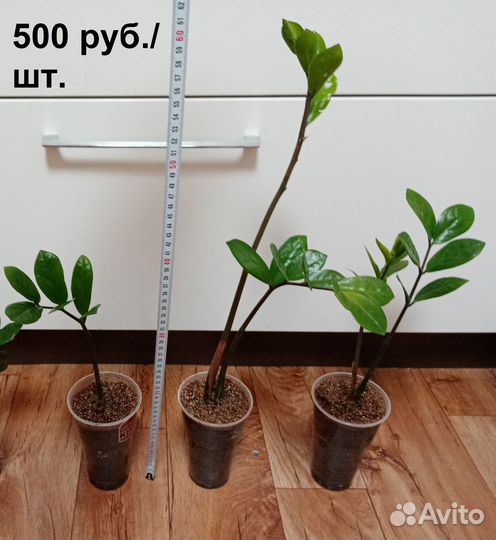 Замиокулькас