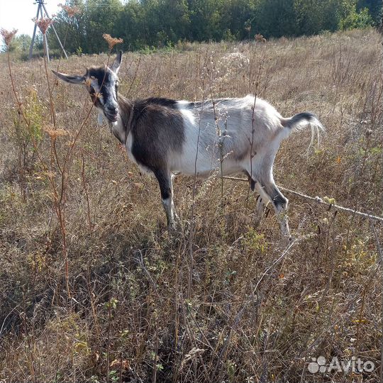 Коза дойная