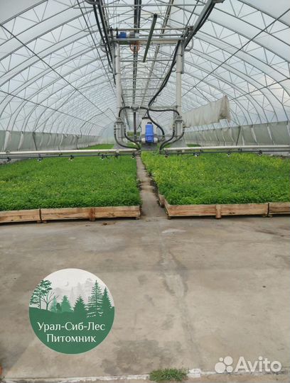 Зкс Сосна сеянцы Ели Лиственницы окс Голуб Горная