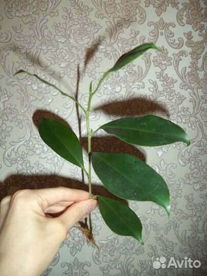 Фикус притупленный (Ретуза)
