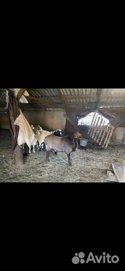 Курдючные бараны