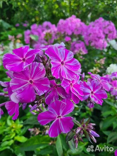 Флоксы сортовые