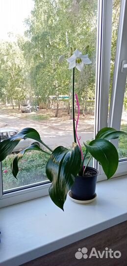 Комнатные цветы