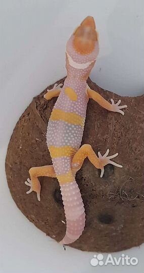 Эублефары. 2023 год. Самцы. Геккон