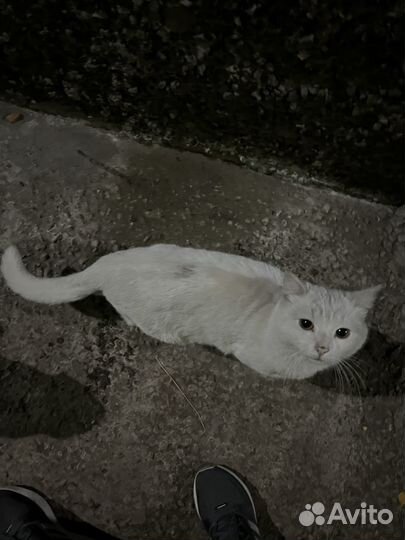 Коты ищут дом