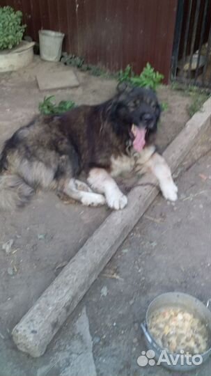 Кавказская овчарка