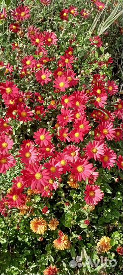 Хризантемы и ирисы