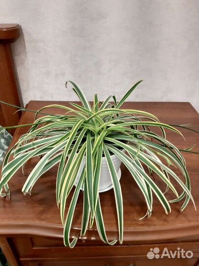 Хлорофитум