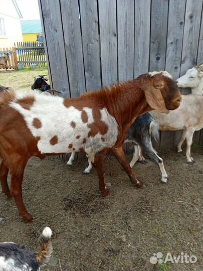 Коза нубийская