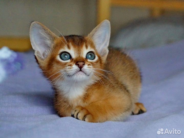 Абиссинские котята с документами