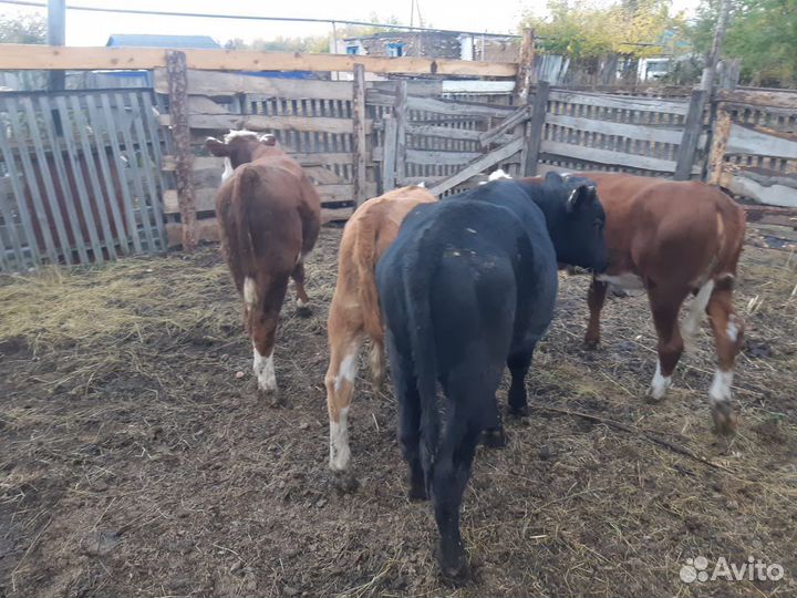 Бычки быки телята телки