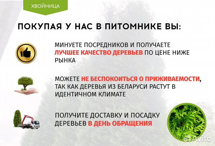 Туя Смарагд 1,8-2 м,Брабант,Колумна