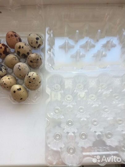 Лоток для перепелиных яиц
