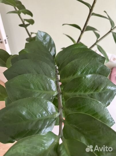 Замиокулькас