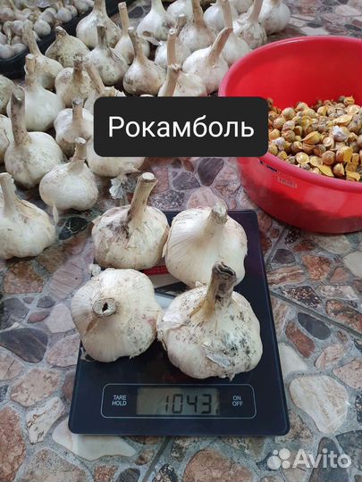 Крупный озимый чеснок