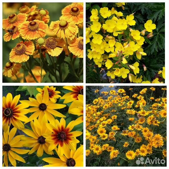 Садовые цветы и растения