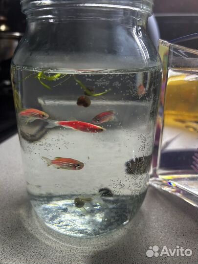 Аквариумные рыбки данио