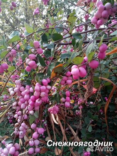 Деревья, кустарнии, хвойники