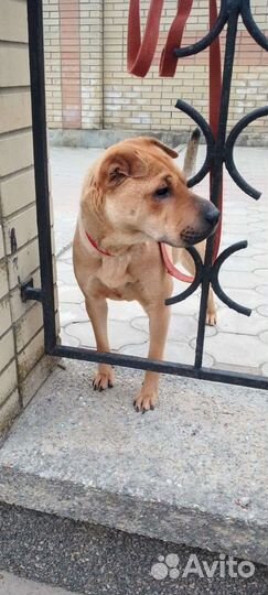 Стерилизованная собачка- может жить в квартире