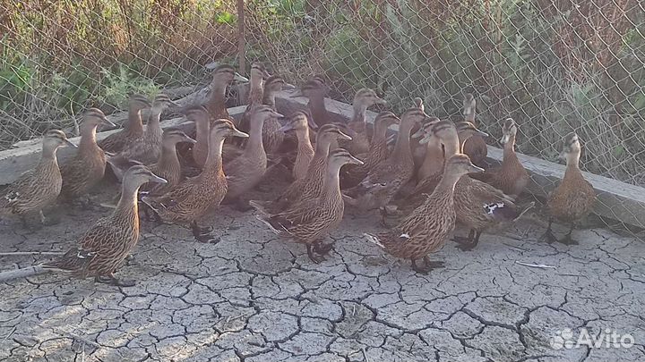 Дикая утка кряква