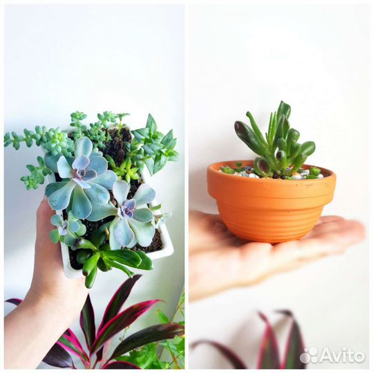 Суккуленты