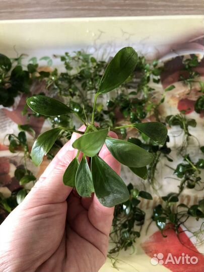 Аквариумы, растения, пропант, аэрация