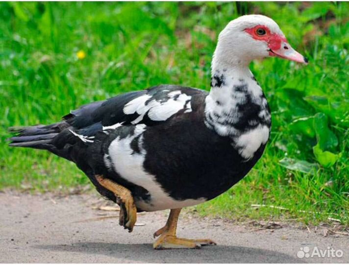 Мускусные утки