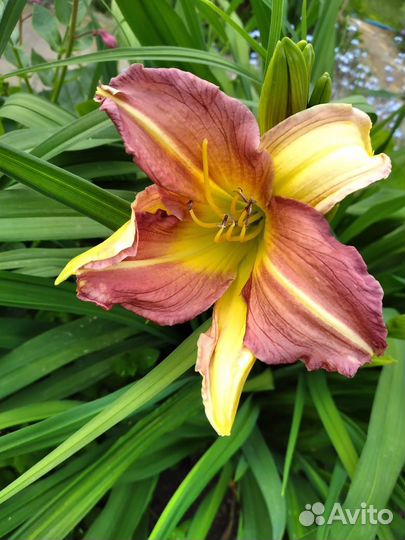 Саженцы многолетних цветов